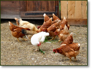 Our chickens Our chickens