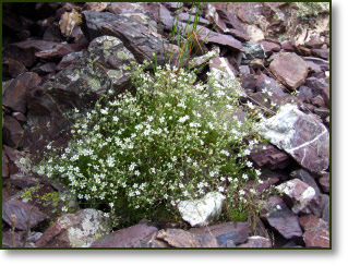 Minuartia sp. (Alsine) on a group of radiolarites Minuartia sp. (Alsine) on a group of radiolarites