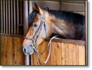 Un cavallo del maneggio